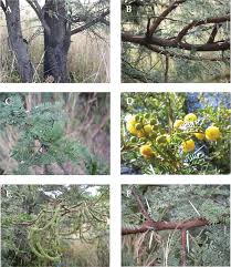 Image result for Acacia welwitschii