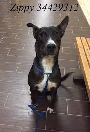 Happytail's cavachon puppies come from breeders with over 10 years experience, offering a 10 year health guarantee! Pinterest