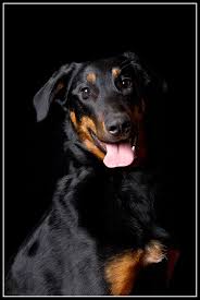 beauceron boseronas berger de beauce woodt light chaos dog breeds beauceron doberman pinscher