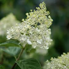 Image result for Tephrosia paniculata