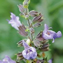 Image result for Salvia stenophylla