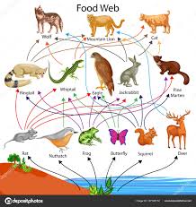 food chains stock pictures royalty free food chain