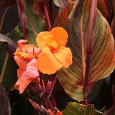 Buy Canna Orange Flower With Variegated Red Leaves Plant Online From Nurserylive At Lowest Price