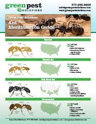 The simple answer is food sources. Are Ants Drawn To The Kitchen Sink Green Pest Solutions