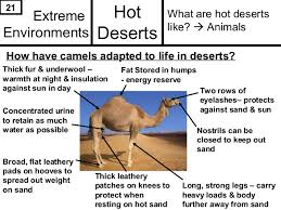 Camels form the genus camelus. Deserts