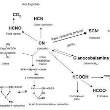 (tipo de veneno) cyanide n noun: Esquema De Los Pasos Metabolicos De Cianuro Tomado De Atsdr 2006 33 Download Scientific Diagram
