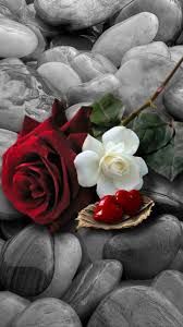 Download Roses Wallpaper Now Browse Millions Of Popular Wallpapers And Ringtones On Zedge And Personalize Y Beautiful Rose Flowers Rose Wallpaper Love Flowers