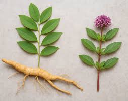 Image result for Fadogia cienkowskii