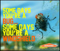Some Days You Re A Bug Some Days You Re A Windshield The Saying Means That Some Days You Re The Windshield You Re Strong I Photo Photo Galleries Gallery