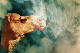 It's amazing how much influence a cute young lady can have upon a person's decision making skills and tastes. Free Images Cigar Smoke Cloud Smoking Tobacco Symbolic Enjoy Wallpaper Blue Haze Nicotine Ember Enjoyment Cigarette Mist Cloud Fog Unhealthy Controversial Animal Symbol Health Surreal Image Manipulation Camel Like Mammal Fauna