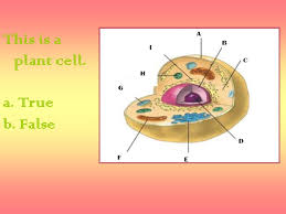 Consider this animal cell which organelles are labeled i. Cell Organelles Ppt Video Online Download