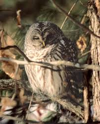 Bird That Sounds Like A Monkey At Night This Barred Owl Painted On Wood For The Entry Owl Barred Owl Owl Sounds
