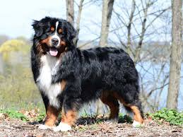 Check spelling or type a new query. Bernese Mountain Dog Club Of America The Bmdca