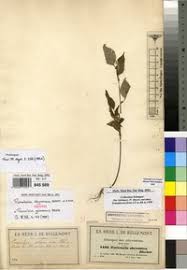 Image result for Pouzolzia guineensis