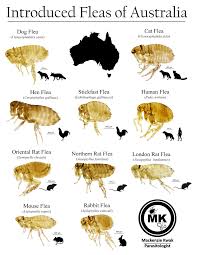 What'S Eating You? Sticktight Flea Revisited | Mdedge Dermatology