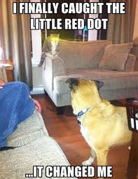 Cat Caught The Little Red Dot Meme Slapcaption Com Funny Animal Pictures Funny Pictures Funny Cats