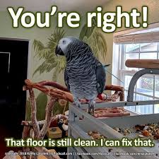 I Can Fix That For You Birdlife Funnyparrots Memes African Grey Parrot Funny African Grey African Grey Parrot