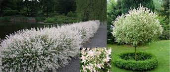 Complete Growing Info Hakuro Nishiki Dappled Willow Dappled Willow Dappled Willow Tree Plants