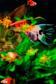 Auuarium Goldfish Ocean Animals Fish Pet Sea Animals