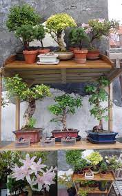 My Small Bonsai Garden Bonsai Garden Bonsai Bonsai Plants