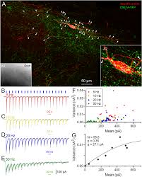 Sure, it's a new year, but we're in worse shape right now than we were all of last year. Septohippocampal Transmission From Parvalbumin Positive Neurons Features Rapid Recovery From Synaptic Depression Scientific Reports