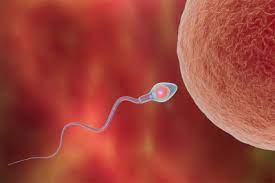 Et quel pilule prenez vous? Aa 60 Allaitement Et Fertilite
