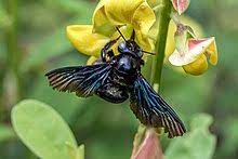 We believe in helping you find the product that is right for you. Xylocopa Latipes Wikipedia