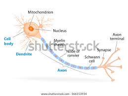 Image result for Synandrodaphne