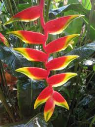 Heliconia Rostrata Birmingham Botanical Gardens