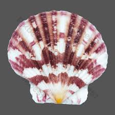 We did not find results for: Kehidupan Laut Kerang Elemen Grafis Templat Raw Unduhan Gratis Pikbest