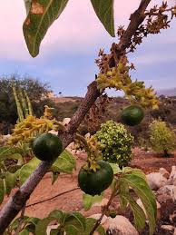 Image result for Vangueria randii