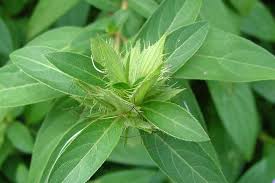 Image result for Barleria superata