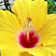 Image result for dipladenie amonea