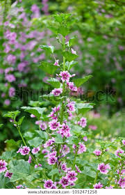 Image result for Lythraceae