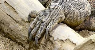 Komodo Dragon Hand Komodo Dragon Komodo Dragon Face