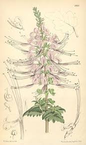 Misai kucing belongs to the lamiaceae family. Orthosiphon Stamineus Wikipedia