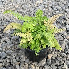 Image result for Adiantum hispidulum
