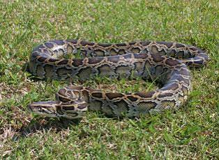 Burmese Python | National Invasive Species Information Center