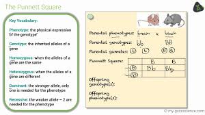 There is a 50% chance of the child being. Gcse Biology Genetic Diagrams Edexcel 9 1 Youtube