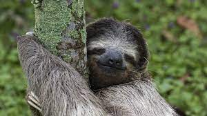 Google Sloth Three Toed Sloth Animals