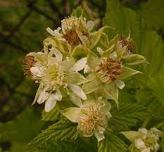 Find black raspberry from a vast selection of plants & seedlings. Black Raspberry Rubus Occidentalis