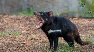 Tasmanian Devil | San Diego Zoo Animals & Plants
