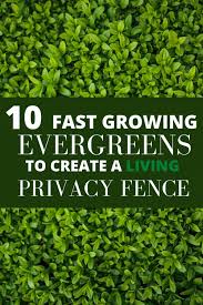 10 Fast Growing Evergreen Trees For Privacy Garden Down South In 2020 Fast Growing Evergreens Living Privacy Fences Evergreen Trees For Privacy
