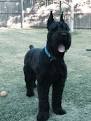Giant Schnauzer Puppies for Sale in Virginia