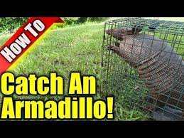 Fed Up Of Armadillos Digging Holes In Your Yard Check Here For The Best Type Of Baits You Can Use To Trap And Catch Th Armadillo Trap Armadillo How To Get