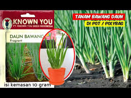 Rawatlah tanaman bawang merah dengan menyiramkan setiap pagi dan sore. 4 Cara Praktis Menanam Daun Bawang Di Pot Youtube