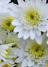 White Mum Flowers Mums Flowers Flowers White Mums