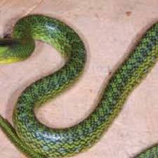 Rat snakes are famous for their crawling speed and large size. Pdf Venomous Snakes Of Nepal A Photographic Guide English Ed