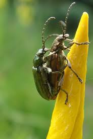 Diese arten helfen dabei, schädlinge im schach zu halten doch auch unsere heimischen käfer sind vom insektensterben betroffen, da ihr lebensraum immer kleiner wird. Kafer Im Garten Foto Bild Tiere Wildlife Insekten Bilder Auf Fotocommunity