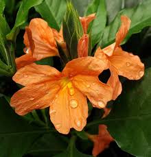 Image result for Crossandra pyrophila